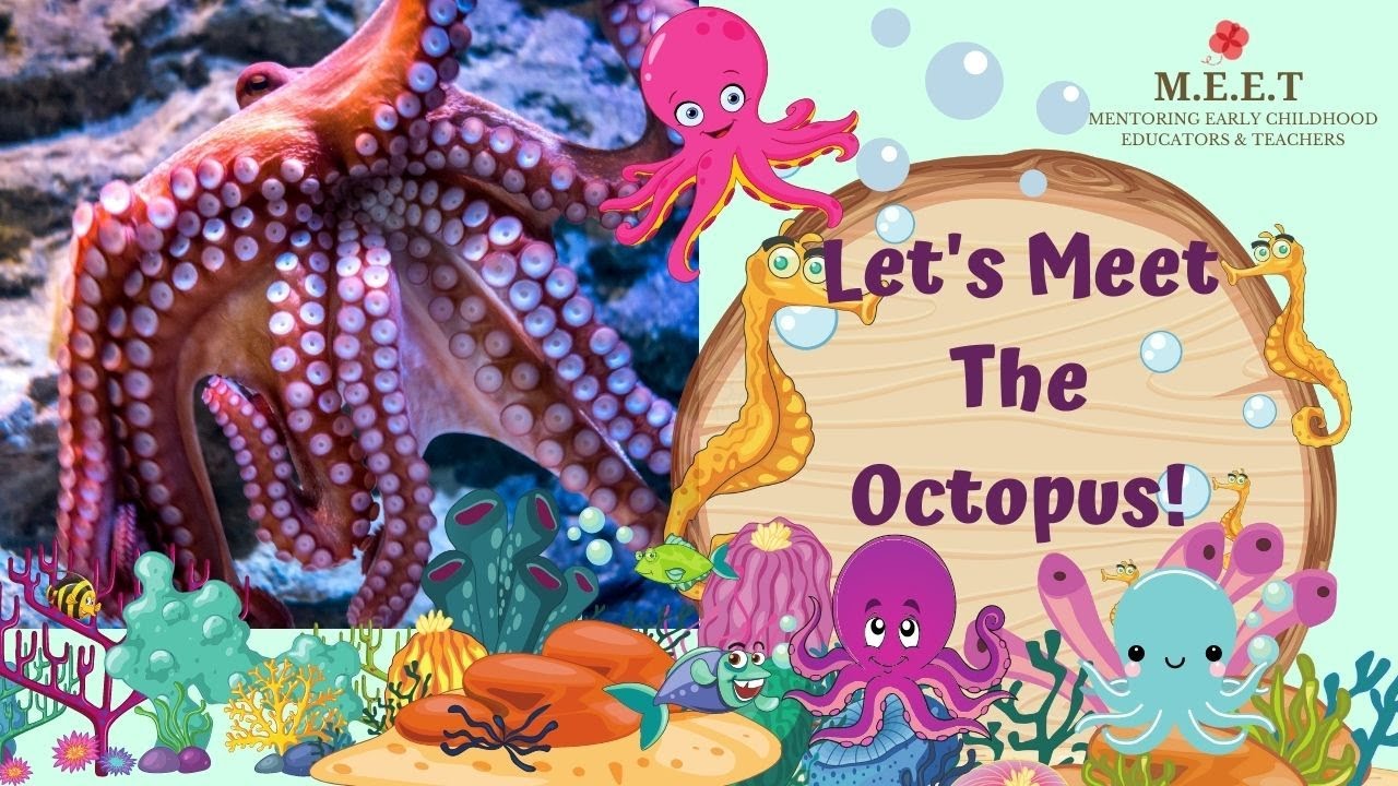 Lets Meet The Octopus! | preschool learning videos on sea animals ...