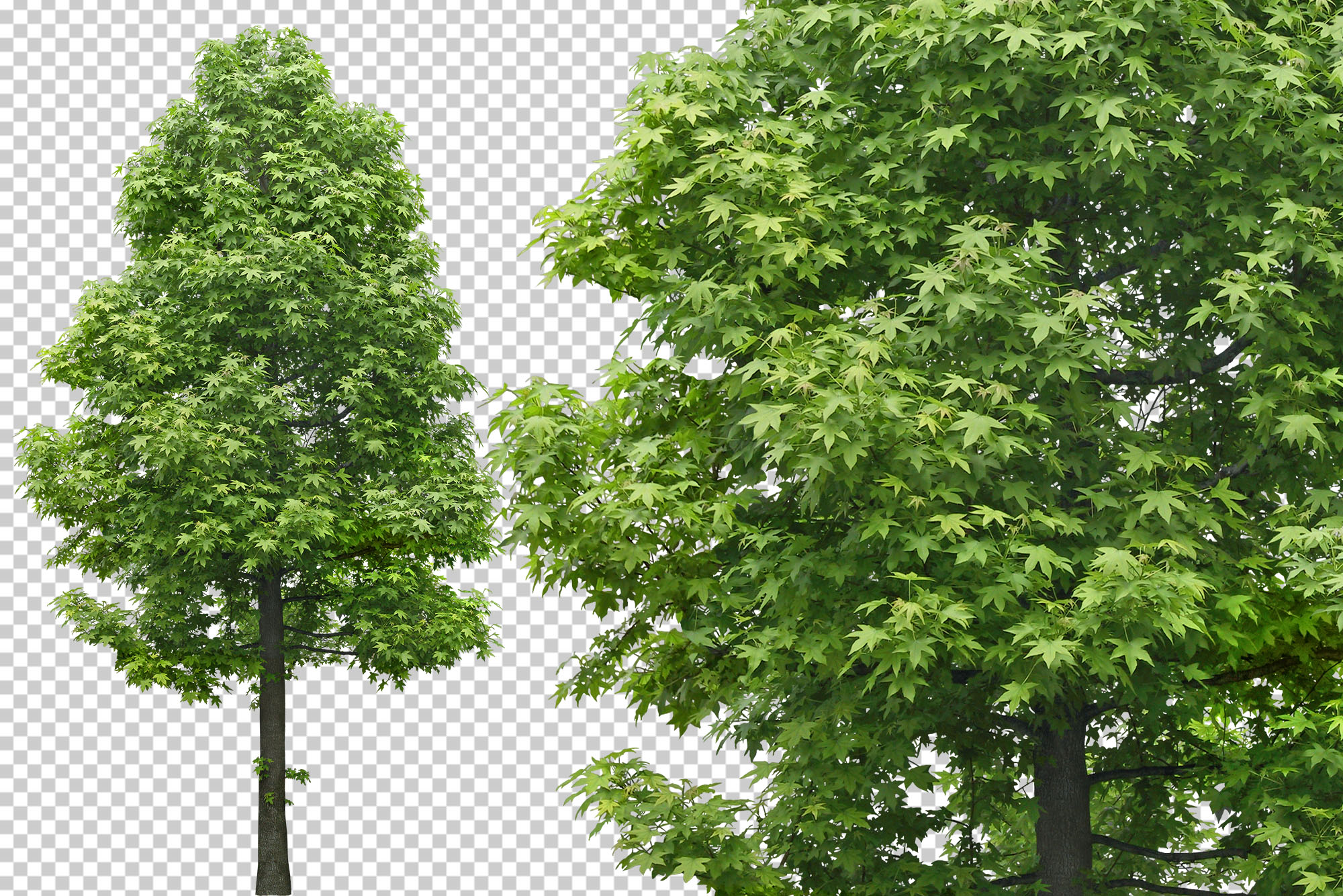 free-clip-photoshop-tree-download-free-clip-photoshop-tree-png-images