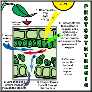 Free clip photosynthesis leaf template, Download Free clip ...