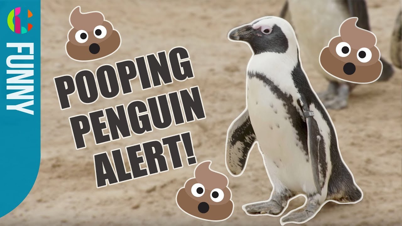 Free clip pooping penguins, Download Free clip pooping penguins png ...