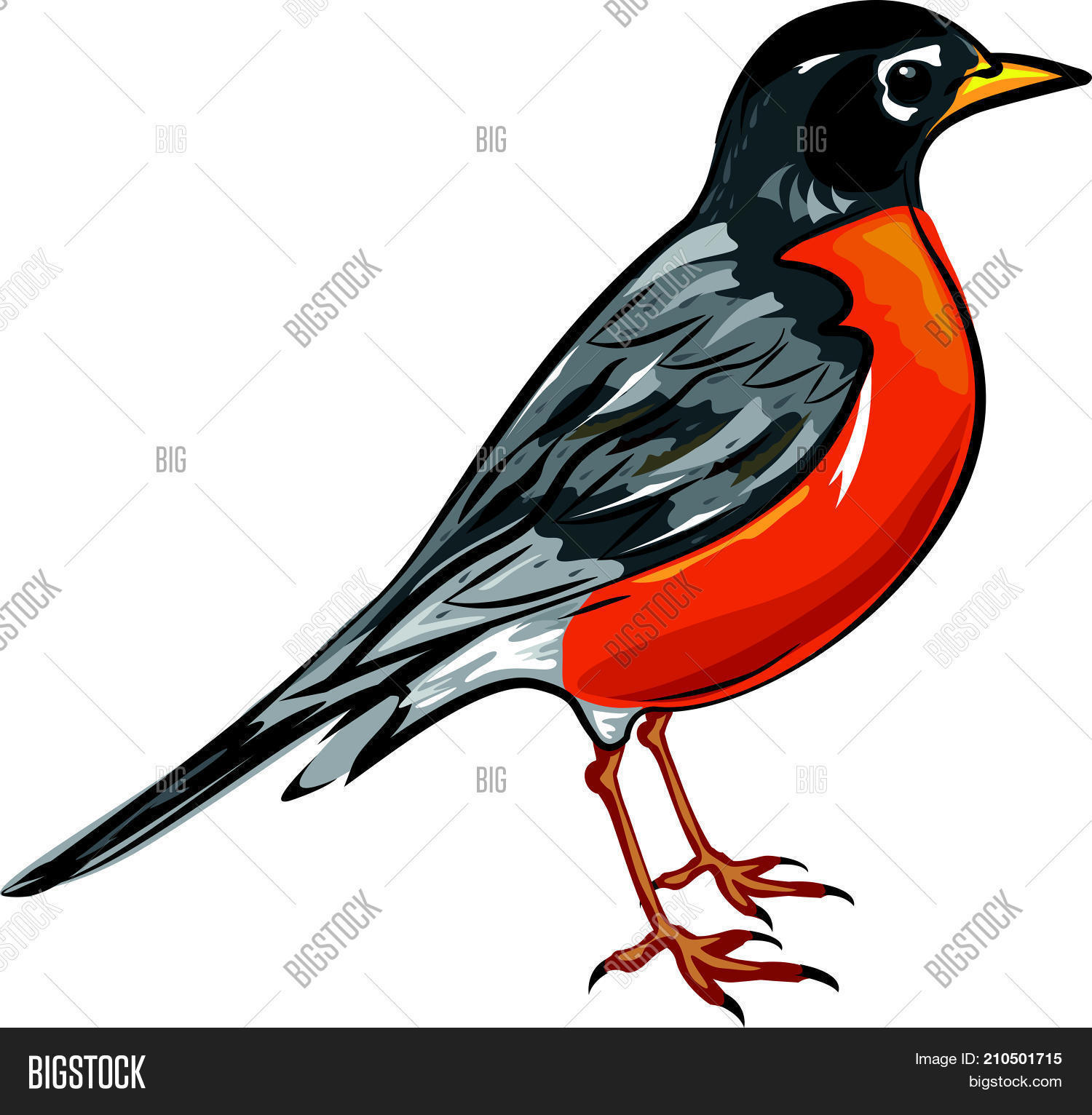 Free clip robin bird, Download Free clip robin bird png images, Free ...