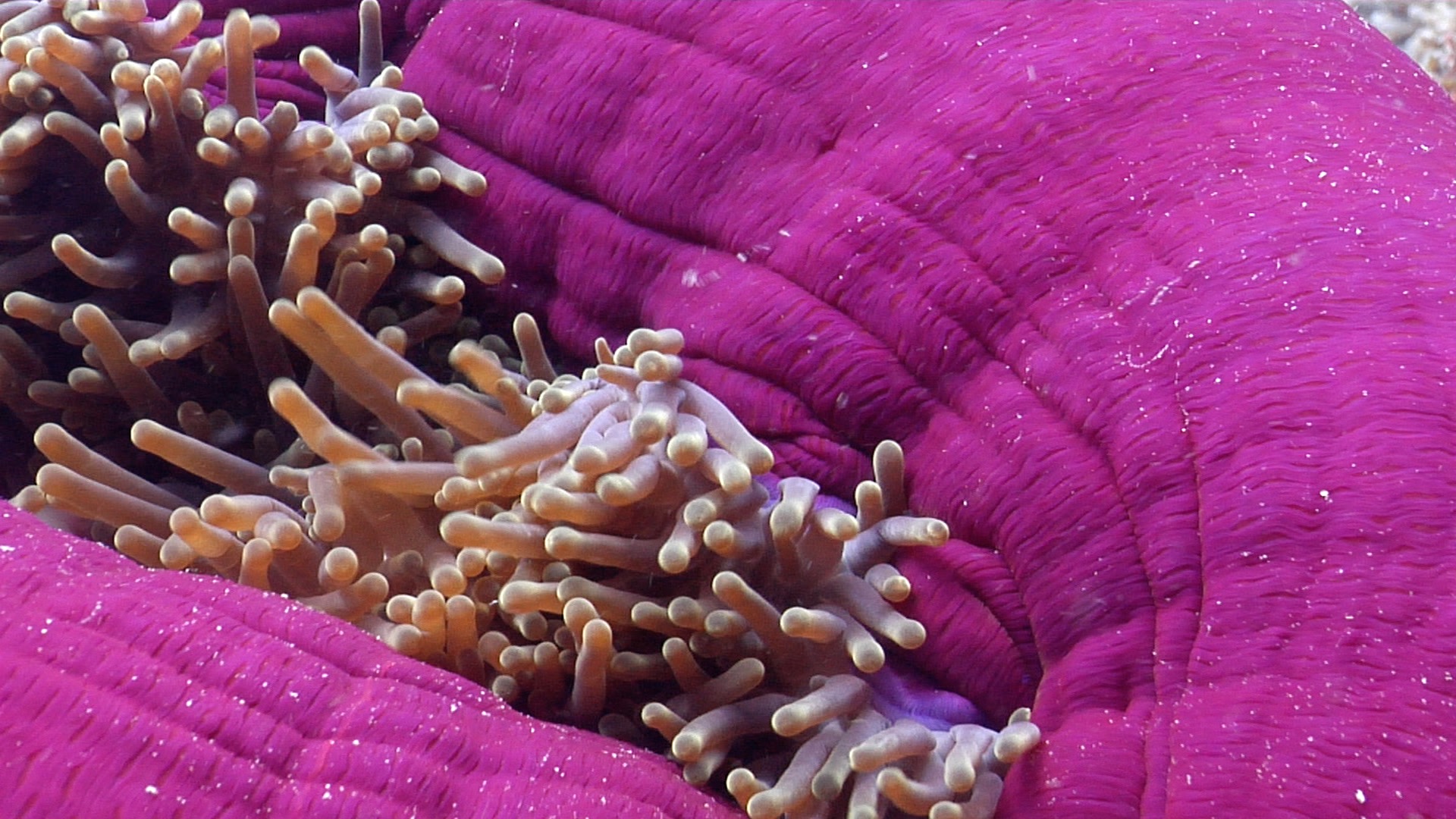 Stock footage of Magnificent sea anemone balled up, Heteractis