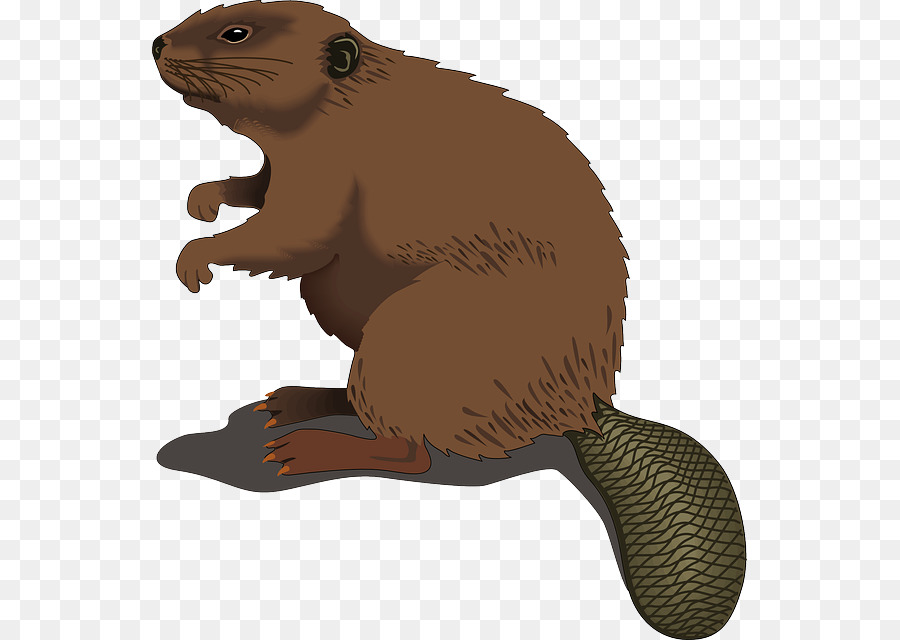 Free clip shaved beavers, Download Free clip shaved beavers png images ...