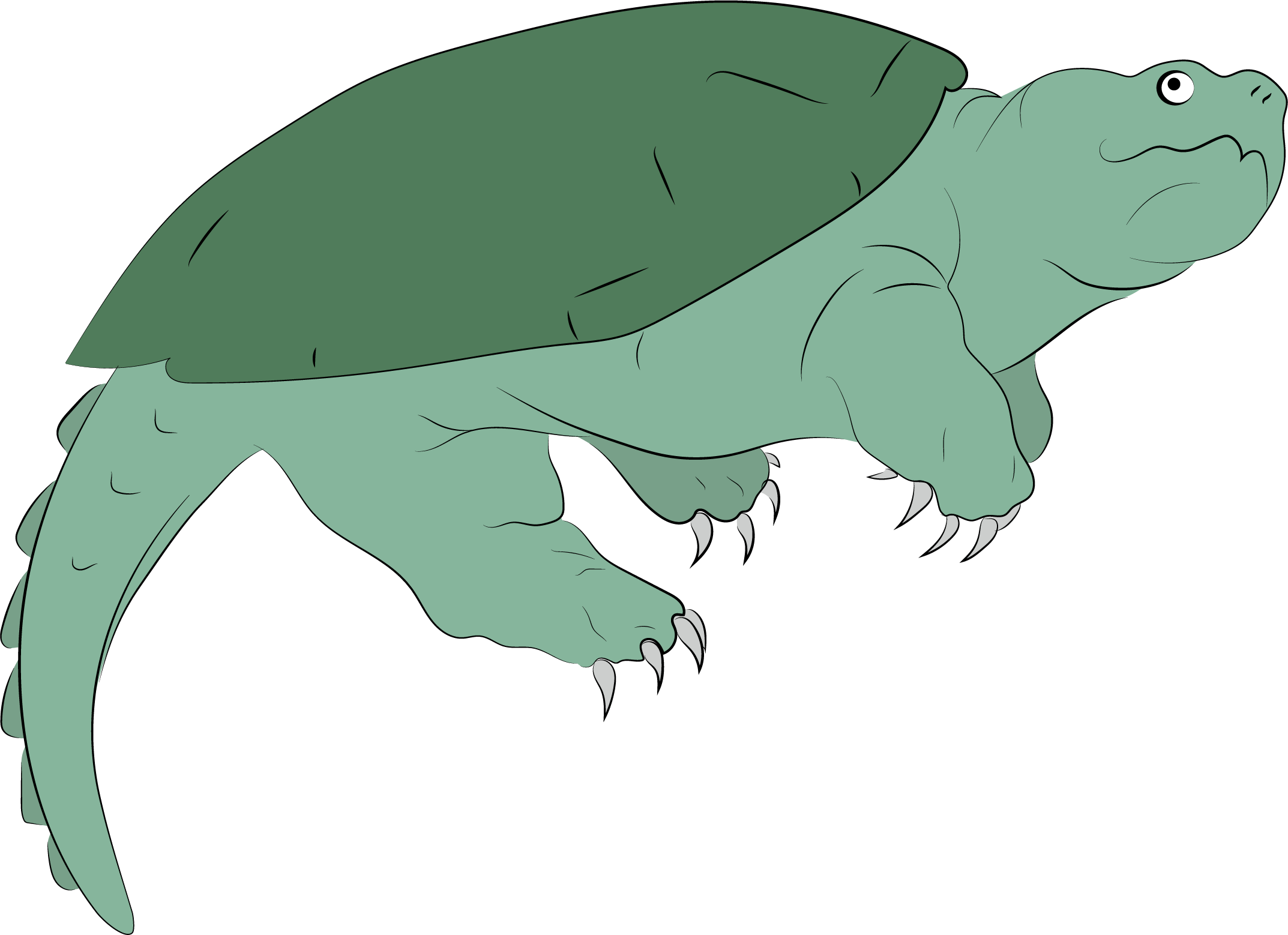 Snapping turtles and your lake - Clip Art Library