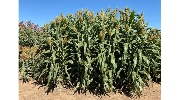 Forage sorghums growing in High Plains importance | Morning Ag Clips ...