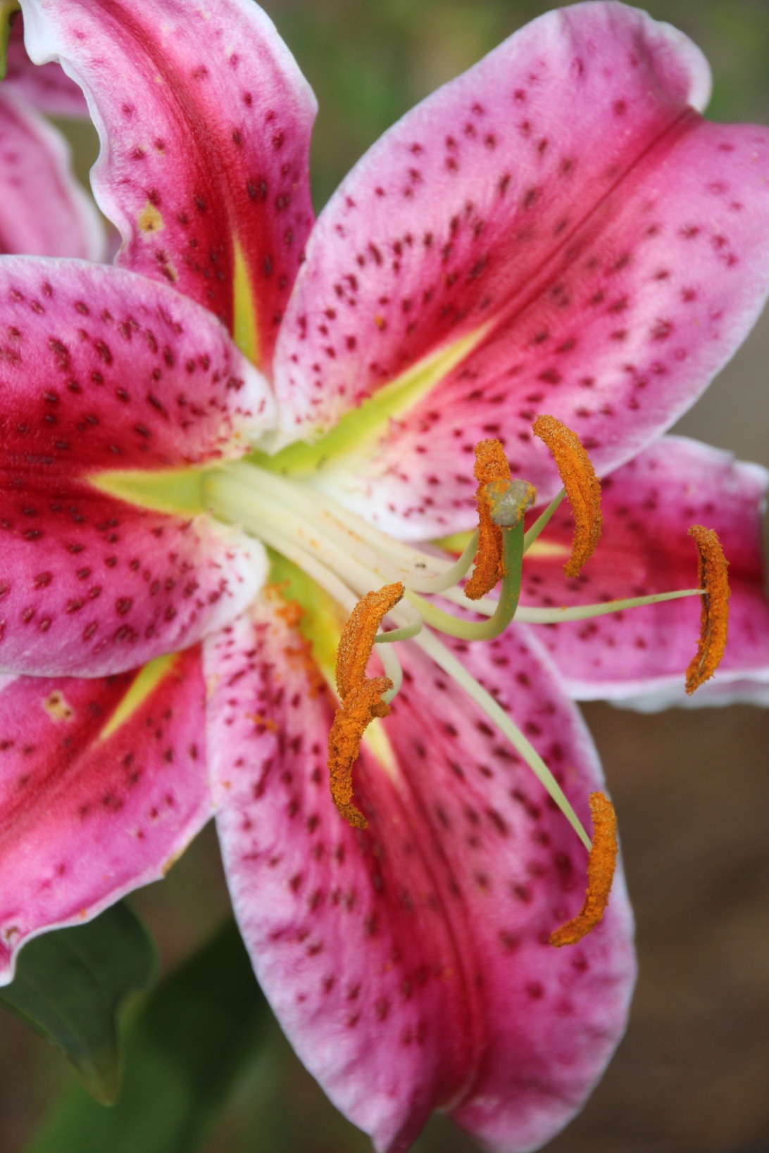 Free clip stargazer lilys, Download Free clip stargazer lilys png ...