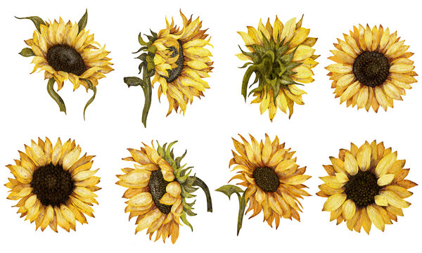 Free clip sunflower graphics, Download Free clip sunflower graphics png ...