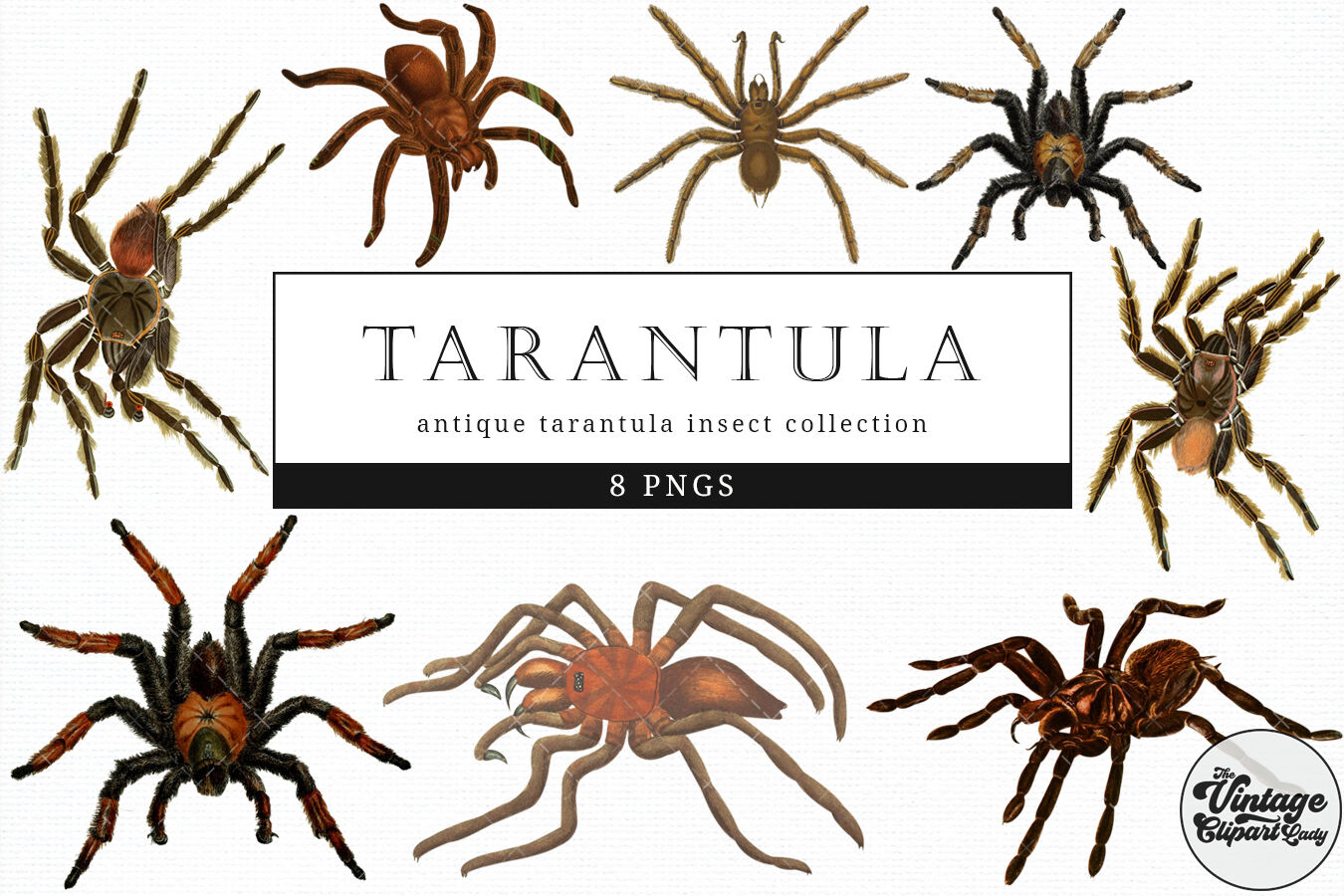 14 Tarantulas Cambodia Stock Videos, Footage, & 4K Video Clips ...