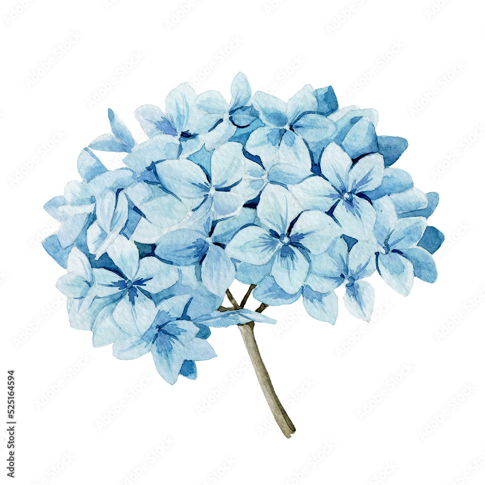 Free clip vintage hydrangeas, Download Free clip vintage hydrangeas png ...