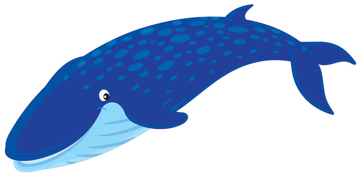Whale - Whale Cartoon - CleanPNG / KissPNG - Clip Art Library