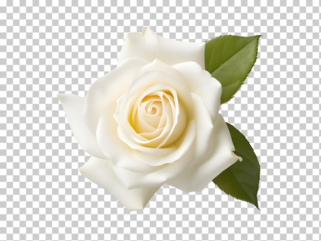 Free clip white rose background, Download Free clip white rose ...