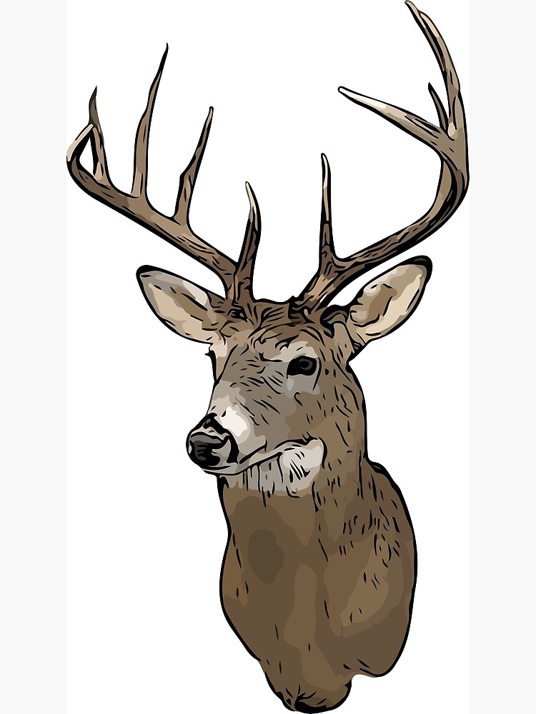 310+ Whitetail Deer Stock Illustrations, Royalty-Free Vector ... - Clip ...