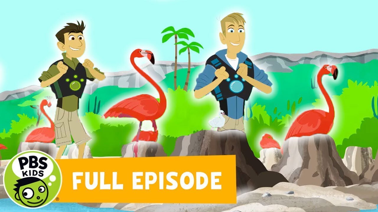 Wild Kratts Season 6 Episode 1 -- Mystery of the Flamingos Pink (Full