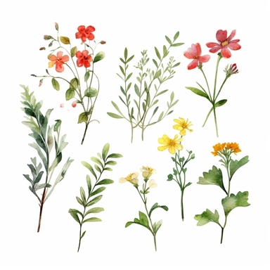 watercolor wild flower and leaves clipart,tiny, long branches,hd, on white background, space out
