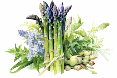 Watercolor, Asparagus, Asparagus officinalis Plant, African pot, clipart, hd, on a white background, spaced out