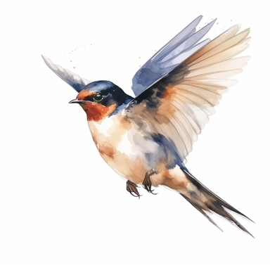 Barn Swallow bird, water color style, clipart, white background