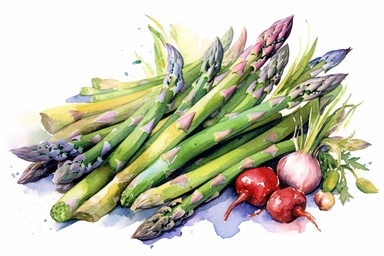 Watercolor , Asparagus, clipart, hd, on a white background, spaced out