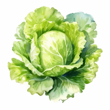 iceberg lettuce ,watercolor sketch, clipart, white background