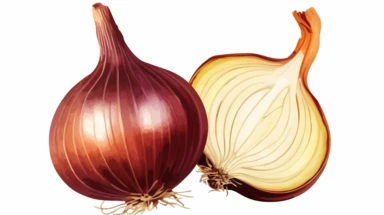 onion clipart vector drawing, basic colors wtih thick black outline, small image on white background