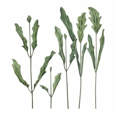 Watercolor of tall slender micro dainty poppy leaves. Ikebana poppy leaves typically have a distinctive elongated shape with a pointed tip, and are deeply lobed or dissected. The lobes are typically rounded or toothed, and may be arranged alternately or opposite each other along the stem. Floral Clipart, poppy, Minimalist Flowers Watercolor, Ikebana Clipart, Separated design