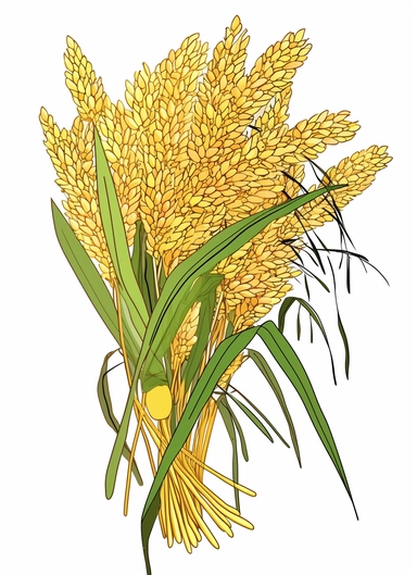 a bunch of golden rice, surrounded by clipart leaf clipart, in the style of gene luen yang, realistic brushwork, light yellow and amber, simplified line work, françois boquet, realistic detail, stock photo