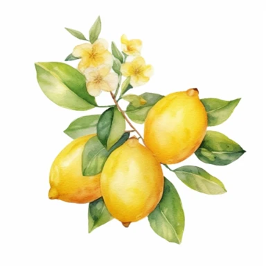 watercolor sweet lemons bouquet clipart, white background