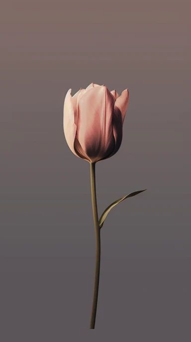 cute aesthetic minimalist iPhone wallpaper, featuring a single tulip watercolour clipart, pink, dark blue and brown elegant shades, gold edges