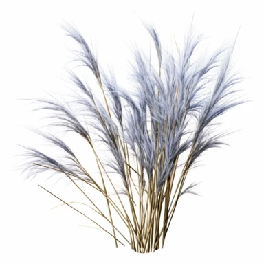 high def photograph clipart vector image with plain white background of a hyper realistic high definition photograph of a bunch of little bluestem growing. extremely detailed. 35mm lens. 8k. Ultra HD.