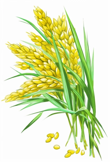rice clipart drawing isolated stock vector illustration, in the style of light emerald and yellow, free brushwork, chinapunk