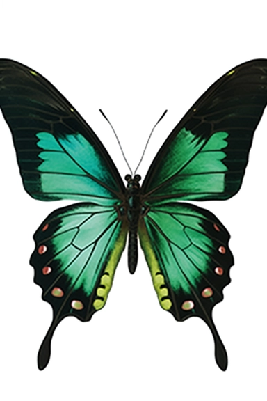 a green and black butterfly on a white background, clipart icon, photo of a mechanical butterfly, intriguing volume flutter, illustrations of animals, steampunk butterfly, butterfly, biological illustrations, dating app icon, half-woman half-butterfly, er