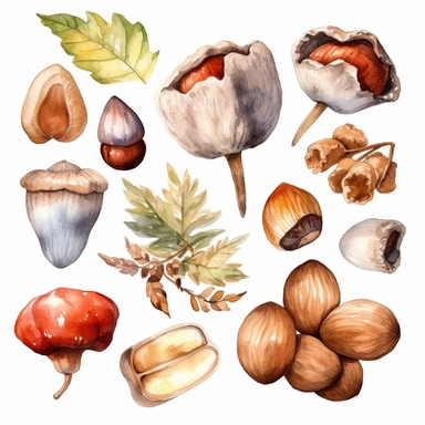 Watercolor Nuts Clipart