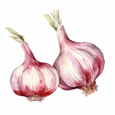 watercolor clipart of garlic, isolated on white background