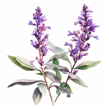 A clipart of a flowering sage plant, showcasing its delicate purple blossoms clipart, white background, watercolor sophisticated drawing