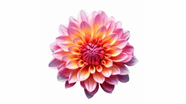 clipart, decorative flower, one per page, flat color clipart, bright hot pink primary colors, isolated on white background, photo-realistic, ultra sharp, simplicity, higher coherence, minimalism, ultra detailed, hyper realistic details, beautiful, modern, OC rendered, 32k uhd , insane details, intricate details, Photoshoot, Depth of Field, captured with Phase One XF IQ4 camera , 200 Mega Pixel lens,