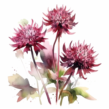 create watercolor clipart with Burgundy Blush Astrantia on white background, a branch with astrantia flowers, color wine and burgundy, by Thomas W.Schaller