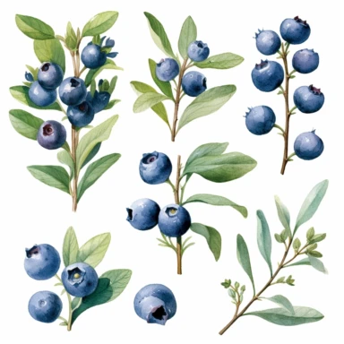 cute plant and folliage blueberry clipart, watercolor, texture, hand draw, seamless, transparent background, tattoo flash, blueberry plant, vintage still life paintings botanical paintings, originally created in the 18 century in oils, minimalist art