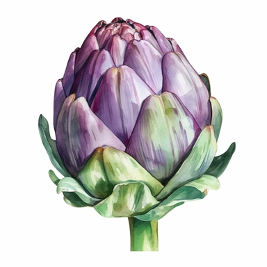 hand painted watercolor realistic artichoke clipart