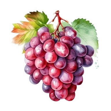 red grapes, botanical watercolor clipart, bright colors, separated isolated white background