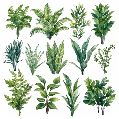 BOSTON FERN, DWARF DATE PALM, SPIDER PLANT, CHINESE EVERGREEN, DEVIL’S IVY, BROADLEAF LADY PALM, PEACE LILY, BARBERTON DAISY, watercolor, Object, vector collection, clipart, 8k, white background.