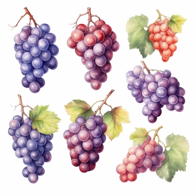 Draw a set of playful and colorful, watercolor style illustrations of grapes, evenly space elements for clipart, white background
