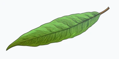 Isometric Sticker Clip Art of young Willowtree Leaf, children friendly, illustrated in a playful and realistic style, perfect for any special occasion, cut out in the shape of a Leaf, with no visible background, giving it the appearance of a sticker, conveying a mystical and whimsical mood, edited with Adobe Photoshop to adjust brightness and contrast, rendered as a transparent PNG file with a high resolution to ensure a crisp and clear image with no pixelation, suitable for various applications