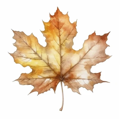 Maple Leaf, clipart watercolor illustration, single object, high definition, white background for removing background