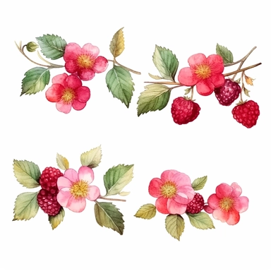 watercolor A clip art 4 set of images featuring raspberry jam flowers garland isolated white background, minimalist, 8K