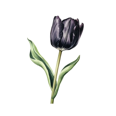 hyperrealism painting , a black tulip , white background, watercolor style, farmhouse chic, tempera clipart