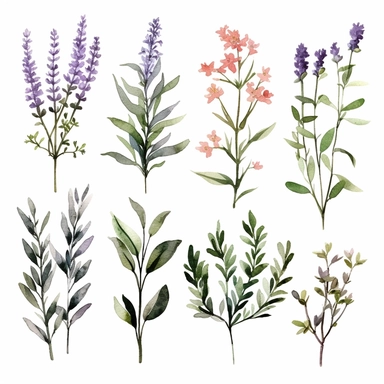 Watercolor herbs Clipart, herbs, Minimalist herbs Watercolor, Ikebana Clipart, Separated design, 8k
