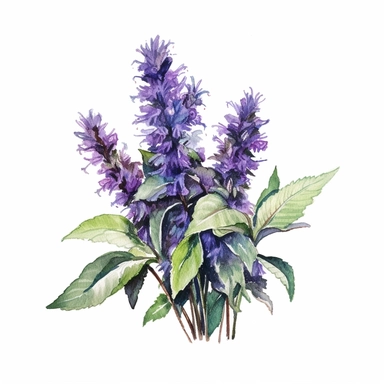 An image of a flowering hyssop plant, showcasing its clusters of violet-blue flowers clipart, white background, watercolor sophisticated drawing