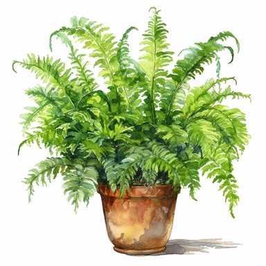 Watercolor Root Boston Fern in pot clipart , white background