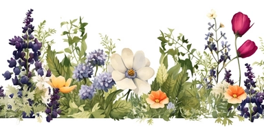 Pressed boho cottagecore snapdragon, cosmos, lupine, anemone and columbine floral border wildflowers with green foliages floral nature garden border, clipart with white background
