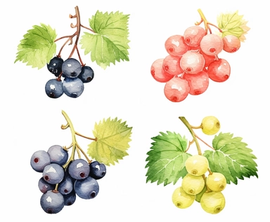 watercolor four Currant fruits clipart, flat style, no volume, few details, washed out, minimalistic style, very lose details, very light colors, transparent colors, light airy hues and pastel tones, spaced out, white background, washed out colors and paint, hand-painted watercolor, watercolor spray, watercolor splash, splatters and paint smudges on top of each Currant, watercolor paper with visible rough paper texture, a variety of watercolor brushes, do not cross workspace borders, rough water