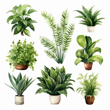 BOSTON FERN, DWARF DATE PALM, SPIDER PLANT, CHINESE EVERGREEN, DEVIL’S IVY, BROADLEAF LADY PALM, PEACE LILY, BARBERTON DAISY, watercolor, Object, vector collection, clipart, 8k, white background.